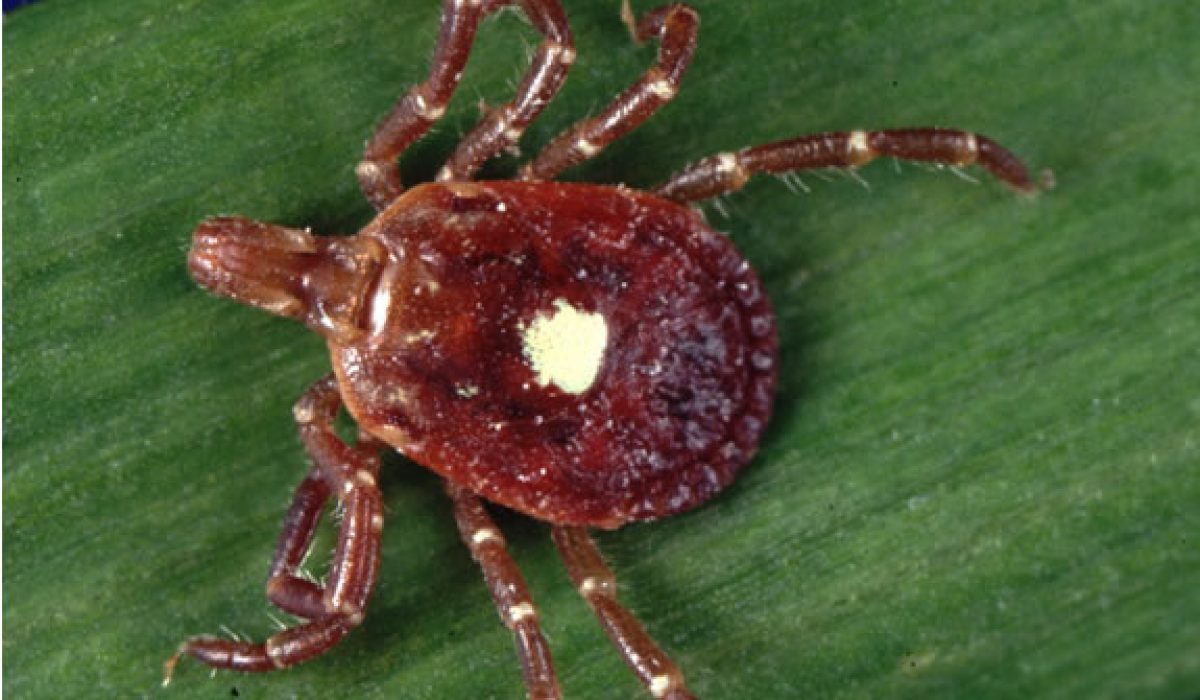 health small killer life threatening wild tick biting marks and symptoms prevention