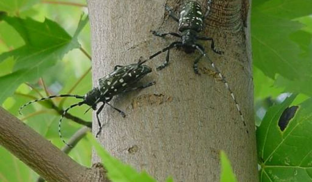 issue american alien species get injured by plant infestation with beetles