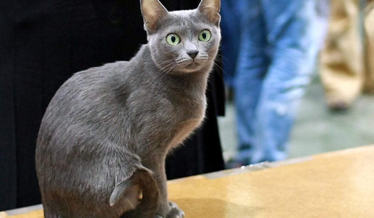 issue cat show new zealand