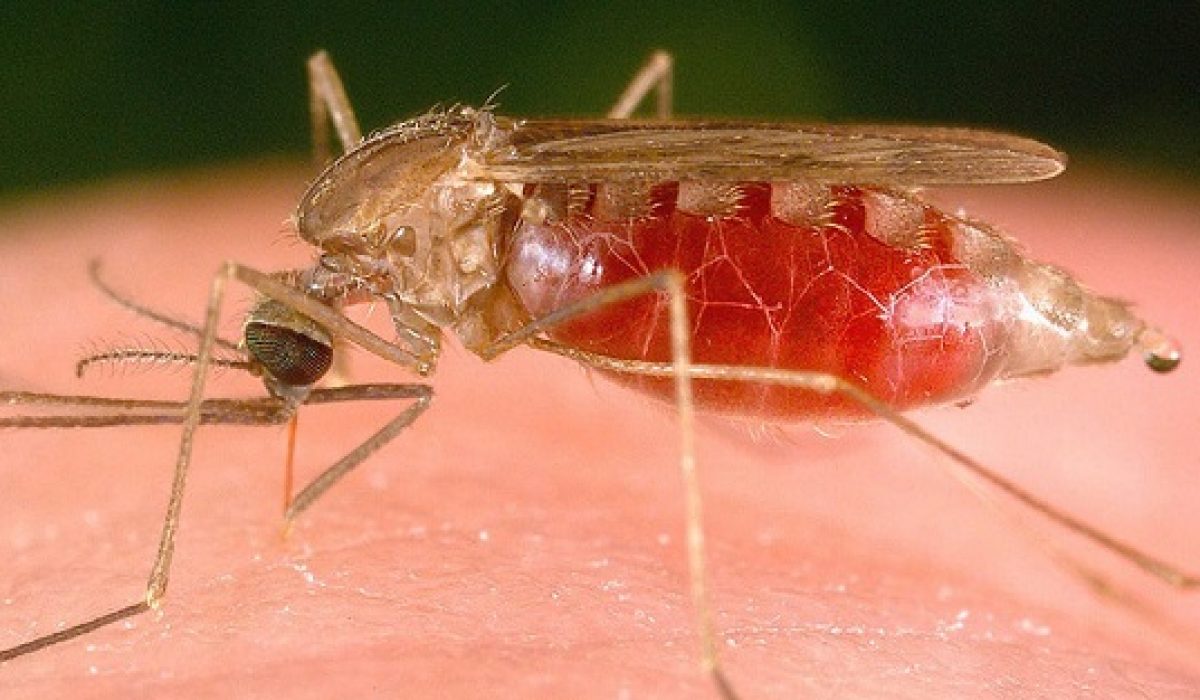 issue evolution of mosquitoes resistant to pesticides