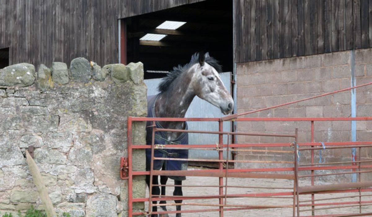 issue lavender stress relieves horses calms down