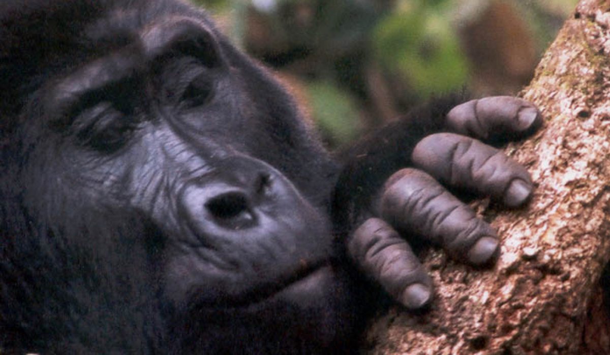 issue nonviolentist bonobo in fact prefer anti social objects