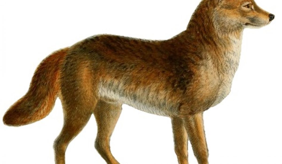 issue origins of dogs evolution from ancient european wolves
