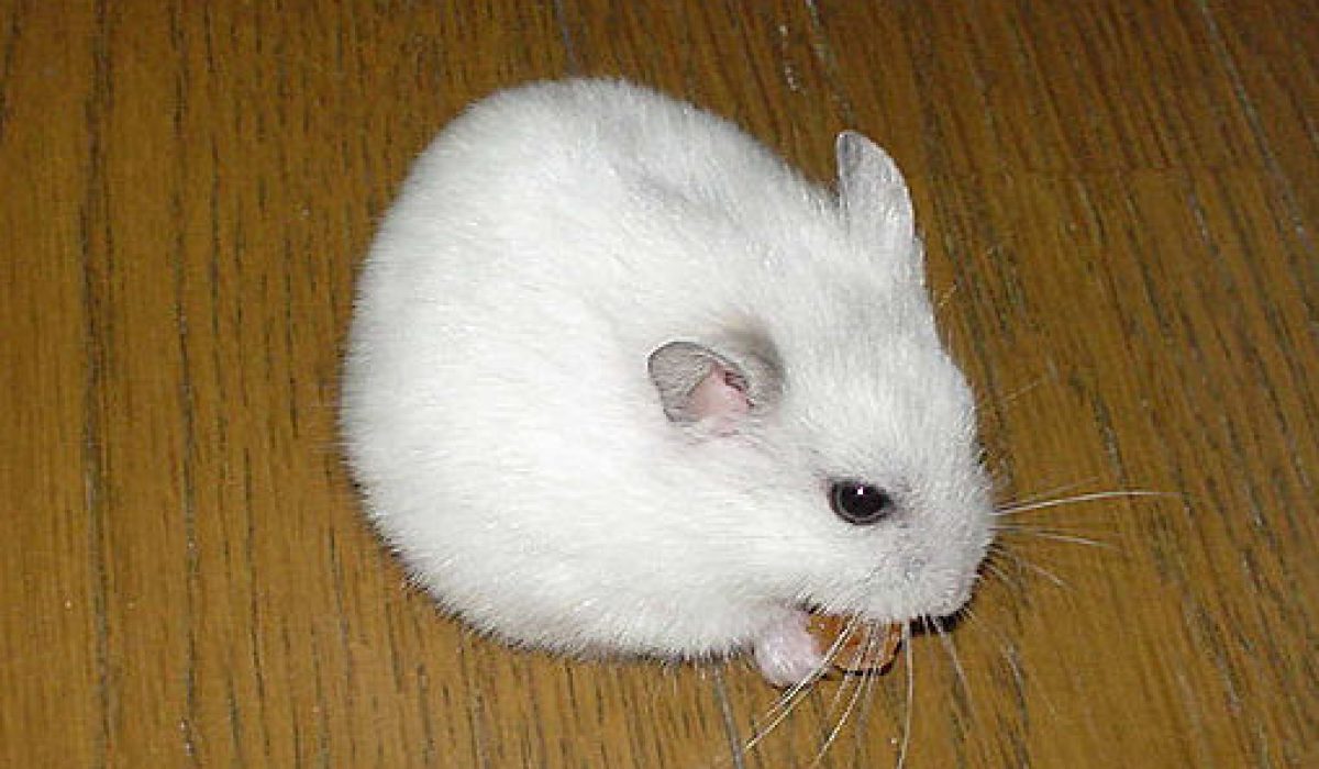 issue pearl hamster short lived but cute pet