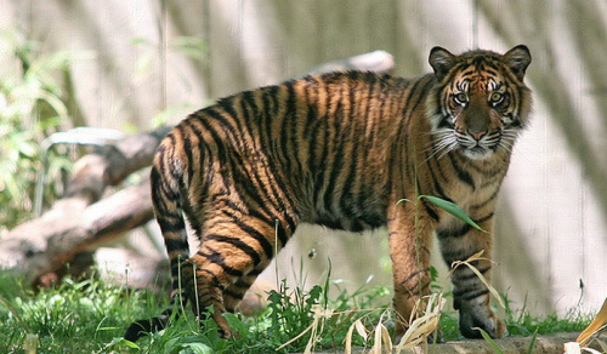 issue sumatran tiger extinction can we stop