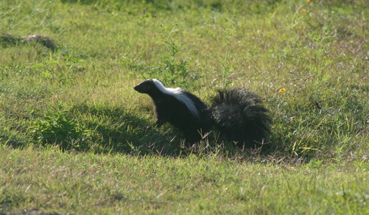 issue unique pet skunk what do you need to know when you raise it