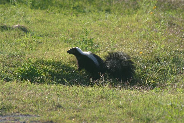 [Issue] Unique pet skunk, what do you need to know when you raise it?