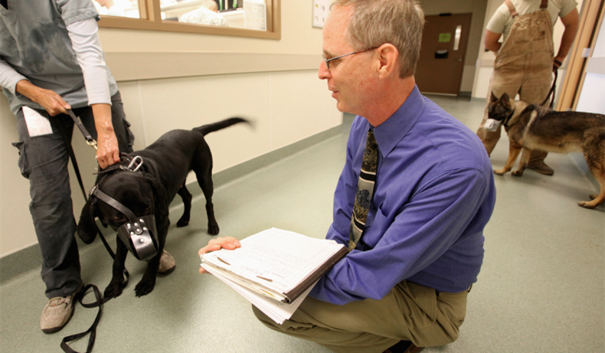 issue us researchers study genetics on health of dogs