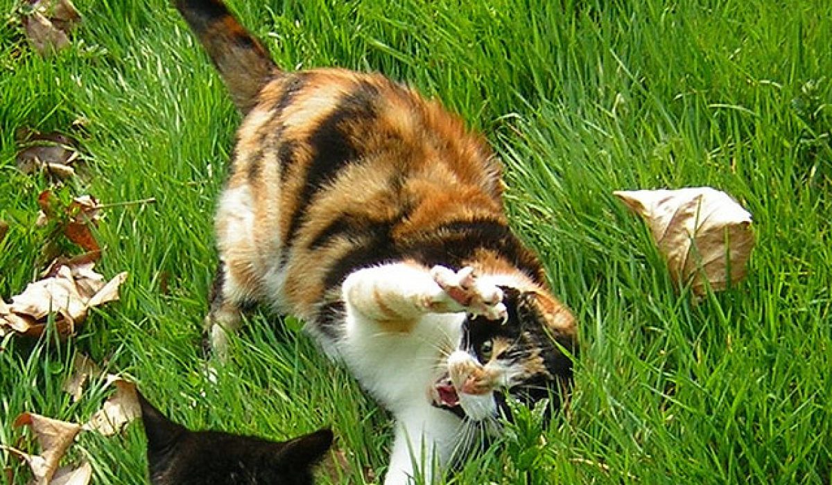 issue wandering cats different from mother tongue how to protect a wild cat