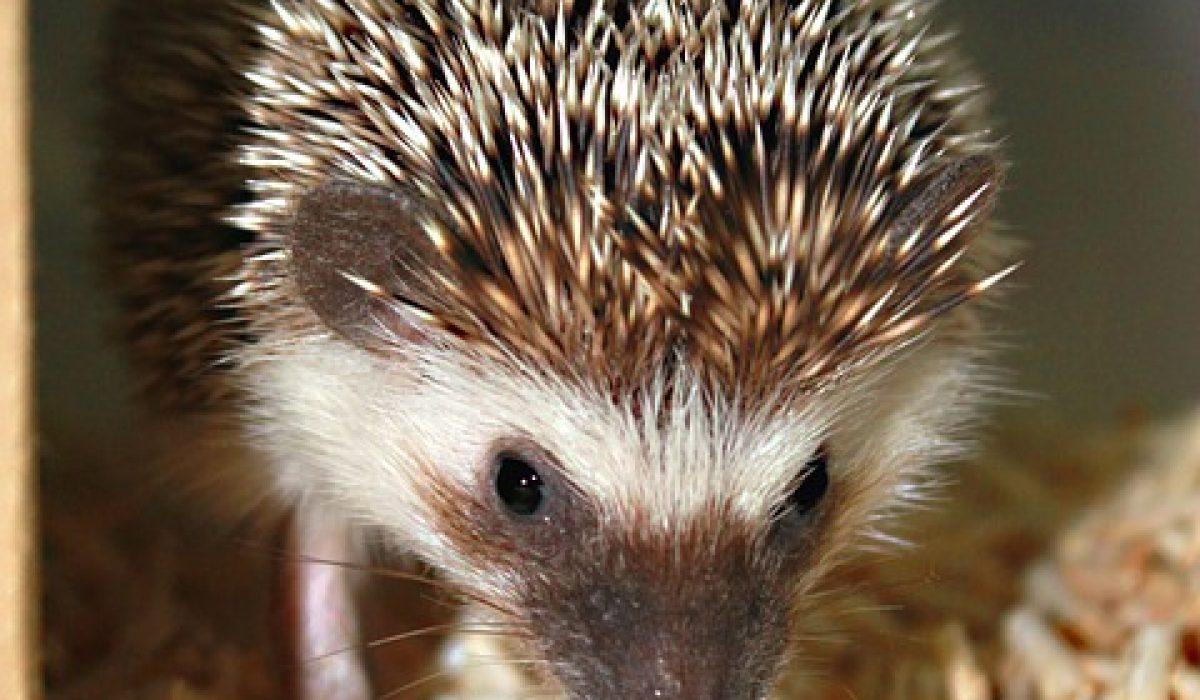 issue would you like to have a lovely hedgehog