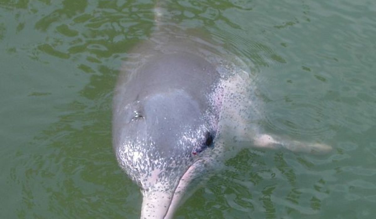 parenting endangered pink dolphin