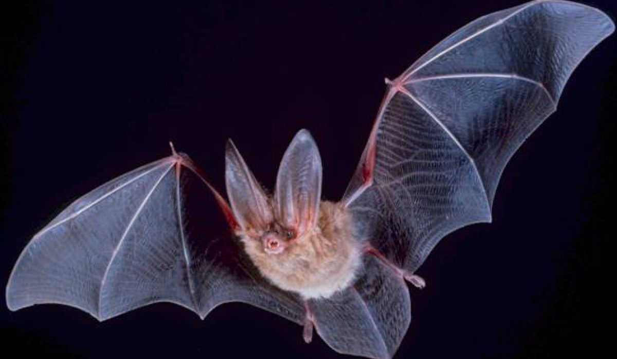 parenting how a bat hunts in flight