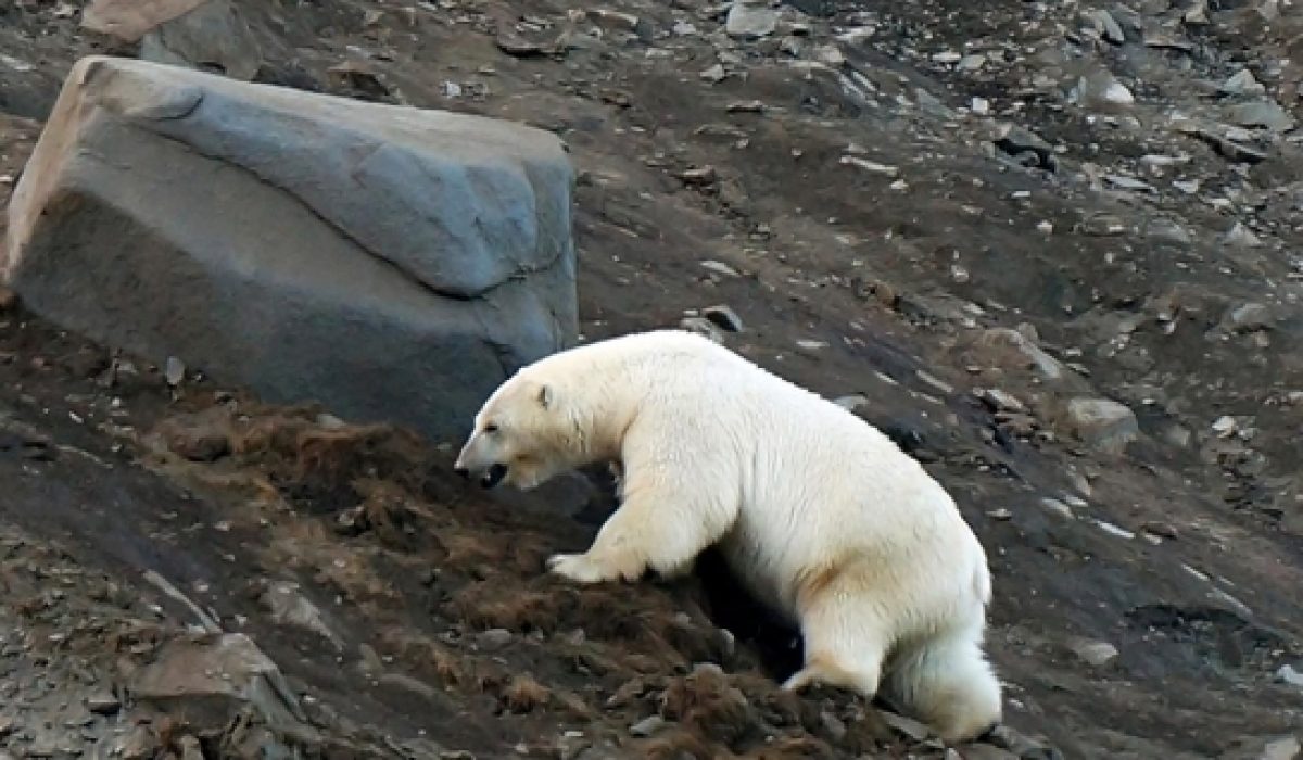 parenting polar bear moves to peoples village due to climate change