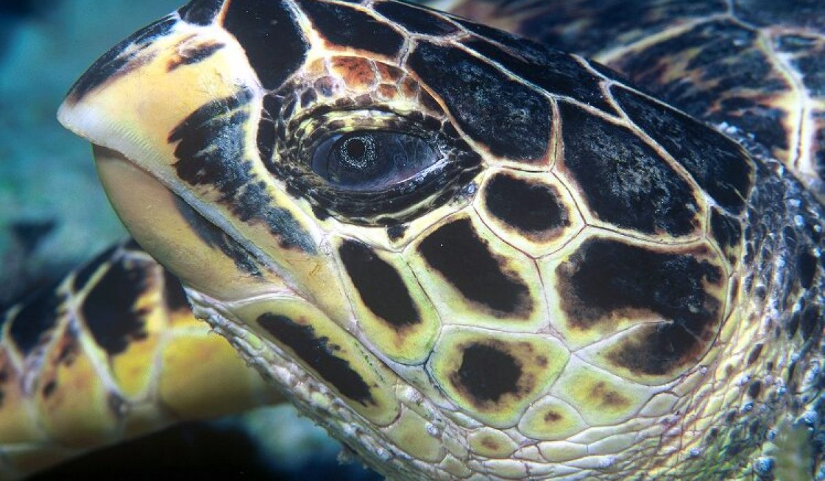parenting turtles in danger due to climate change return to cuba