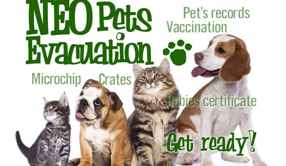 pet a major disease you should know if you are new to pets