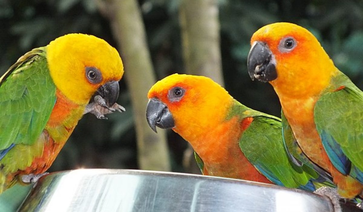 pet beautiful colorful macaws their amazing ability to speak