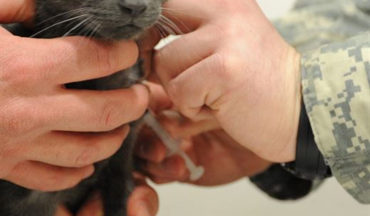 pet cat life threatening cat asthma
