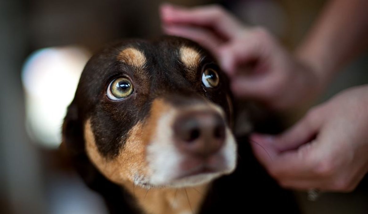 pet dog brain disease puppy meningitis symptoms and causes and remedy