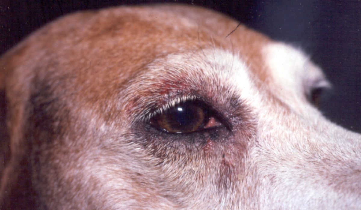pet dogs also suffer painful diseases pancreatitis symptoms and cures