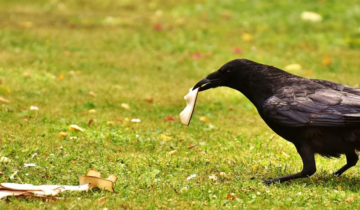 pet food poisoned when a bird eats