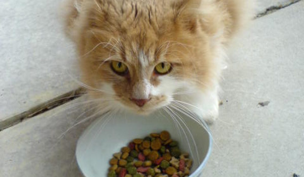 pet food that people eat can you give it to a cat good food as a cat snack