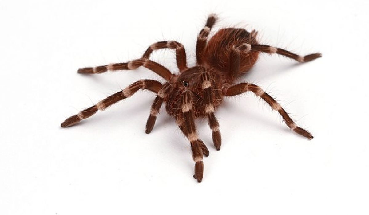 pet if you think of tarantula as a pet you should know