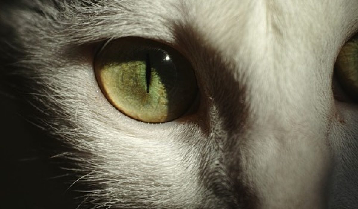 pet more attractive cat eyes in the dark