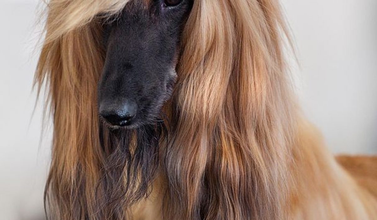 pet noble in a canine afghan hound