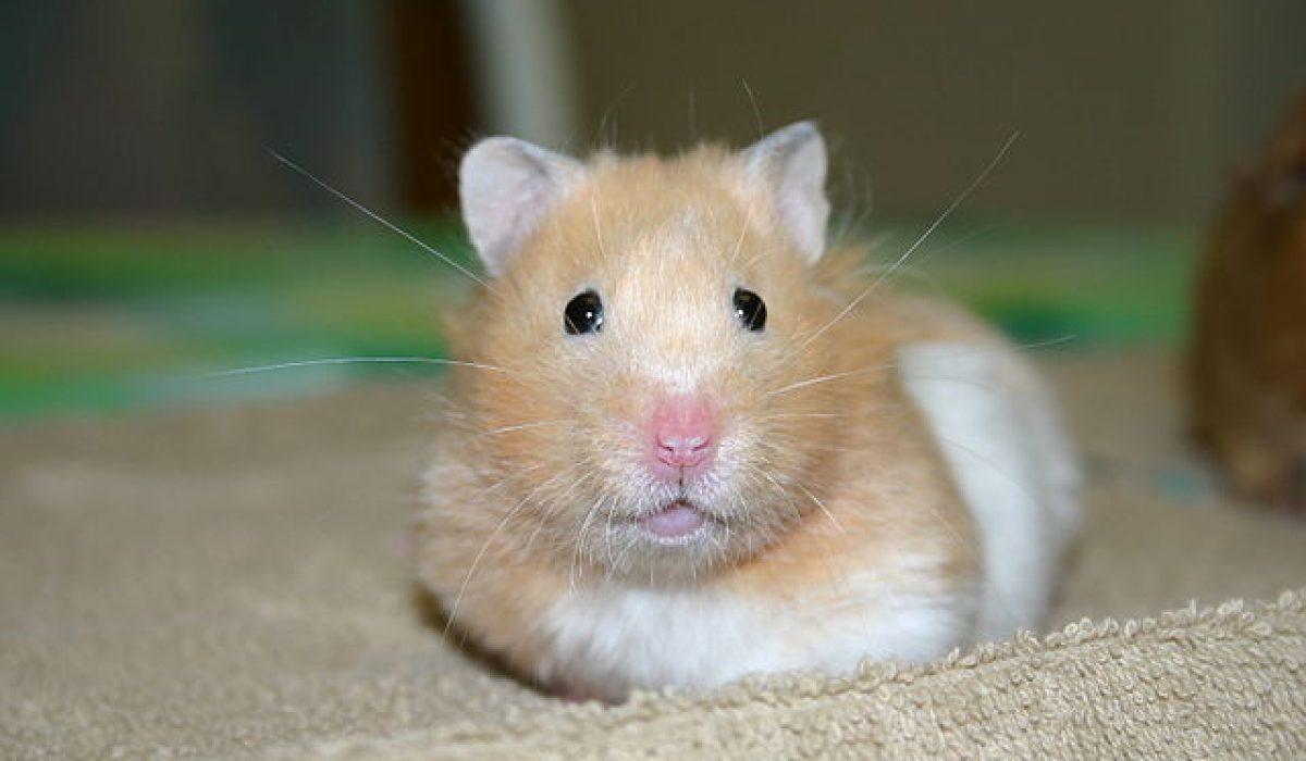 pet pet hamster bath method