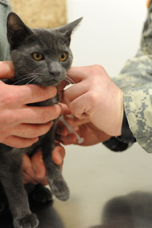 [Pet] Why a cat bites a person’s hand