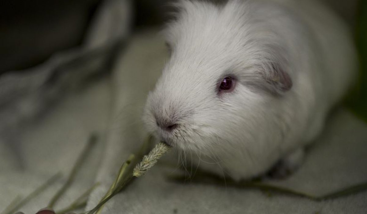 pets 5 types of diseases where pet guinea pigs are vulnerable