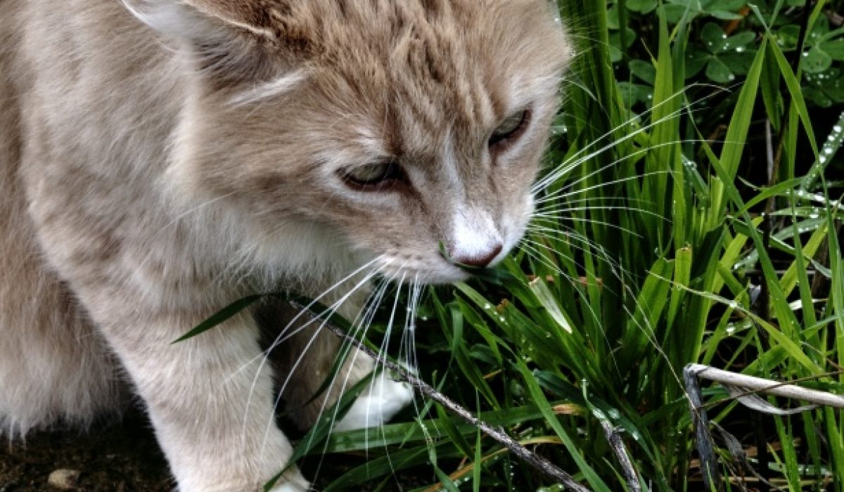 pets cat also eat grass