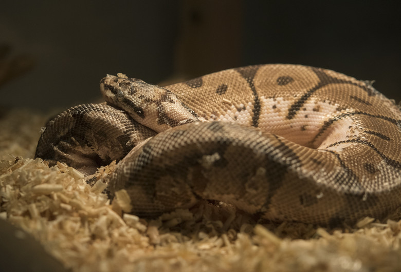 [Pets] Pets, ‘snakes’ for special people .. How to raise?